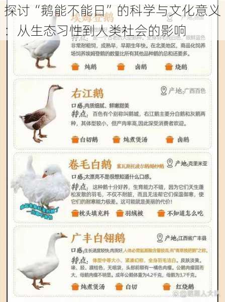 探讨“鹅能不能日”的科学与文化意义:从生态习性到人类社会的影响
